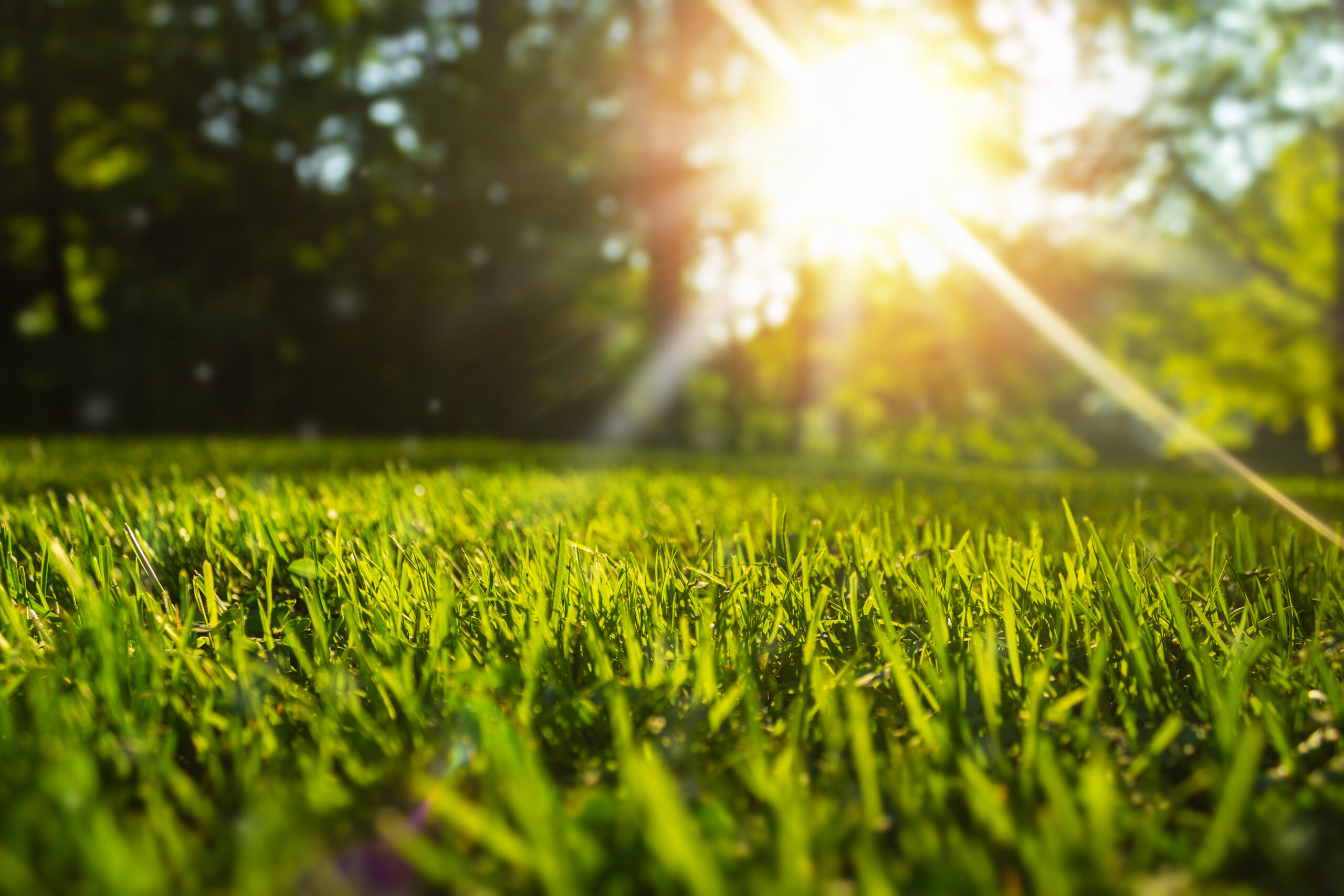 10 Ways to care for your lawn in summer heat!